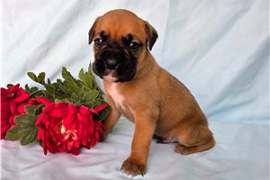 Sooner - puppy for sale