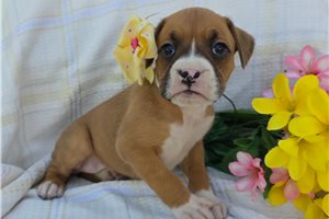 Sutton - Boxer for sale