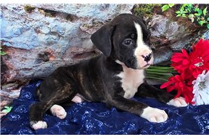Sammy - Boxer for sale