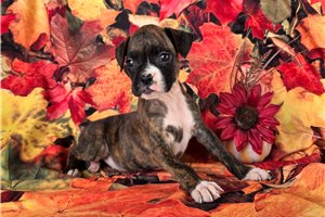 Felicity - Boxer for sale