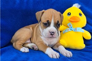 Seth - Boxer for sale
