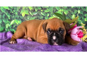 Zena - Boxer for sale