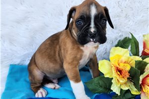 Zachariah - Boxer for sale