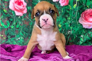 Sutton - Boxer for sale