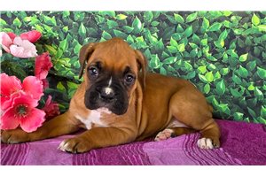 Zena - Boxer for sale