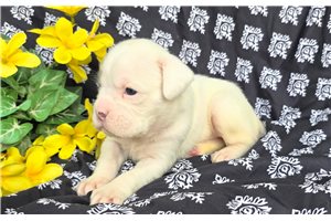 Rudy - Boxer for sale