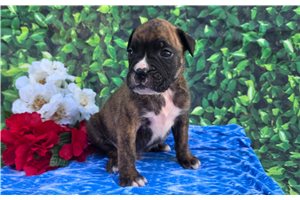 Fletcher - Boxer for sale
