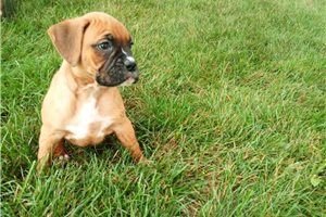 Zena - Boxer for sale