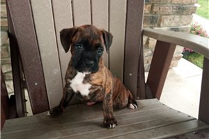 Wren - Boxer for sale