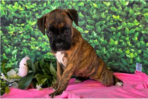 Wren - Boxer for sale
