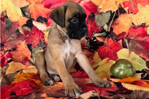 Floyd - Boxer for sale