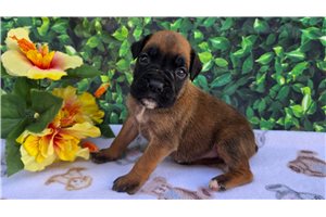 Floyd - Boxer for sale