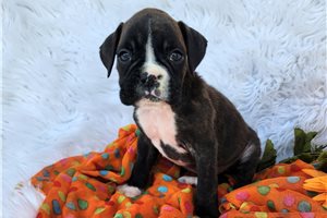 Zoey - Boxer for sale