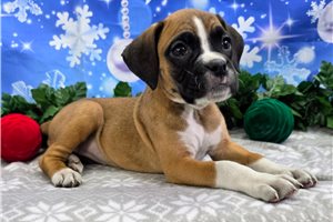 Aurora - Boxer for sale