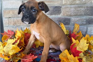 Friday - Boxer for sale
