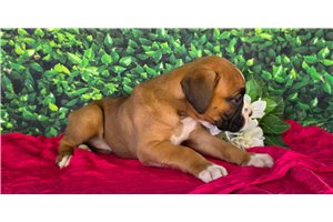 Zara - Boxer for sale