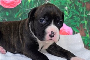Sophia - puppy for sale
