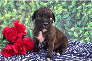 Finn - Boxer for sale