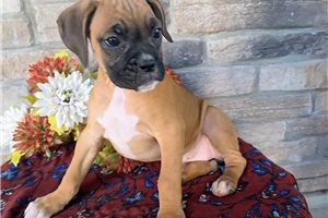 Fiona - Boxer for sale