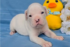 Ralph - Boxer for sale