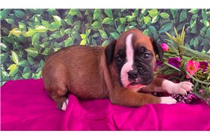 Felina - Boxer for sale
