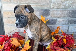 Fletcher - Boxer for sale