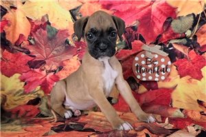 Fiona - Boxer for sale