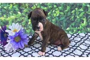 Felicity - Boxer for sale