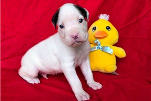 Sawyer - puppy for sale