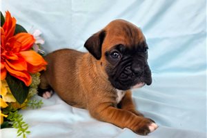 Richard - Boxer for sale