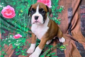 Renee - Boxer for sale