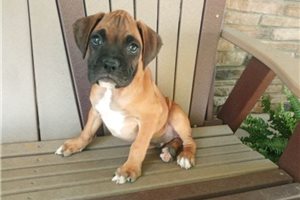 Richard - Boxer for sale
