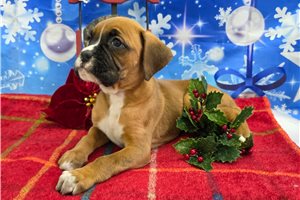 Charlotte - Boxer for sale
