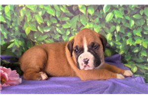 Zara - Boxer for sale