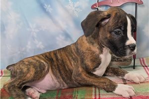Francisco - Boxer for sale