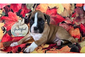 Felina - Boxer for sale