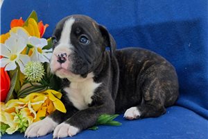Sammy - Boxer for sale