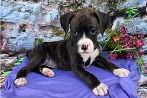 Sophia - Boxer for sale