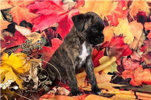 Finn - Boxer for sale