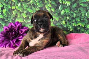 Wren - Boxer for sale