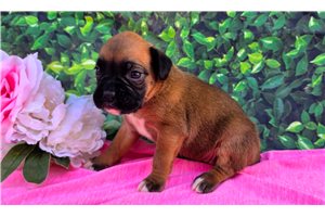 Friday - Boxer for sale