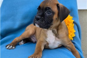 Richard - Boxer for sale