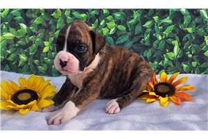 Flint - Boxer for sale