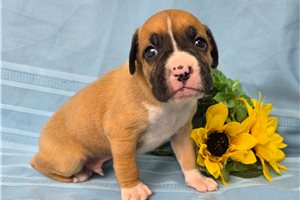 Seth - puppy for sale