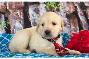 Holden - puppy for sale