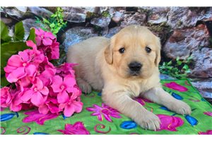 Gloria - puppy for sale