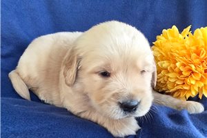 Tigger - puppy for sale