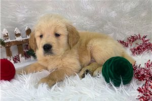 Michael - Golden Retriever for sale