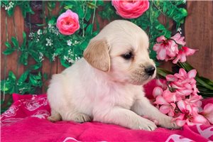 Holly - puppy for sale