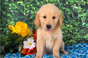 Adam - Golden Retriever for sale